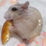 ぴろの画像