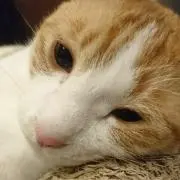 yuto