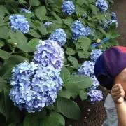 kariの画像