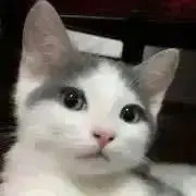 きなこもちの画像