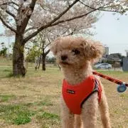 がんちゃんの画像
