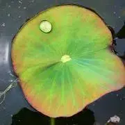kamomeria♪の画像
