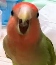 金星✩.*˚の画像