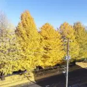 花火の画像