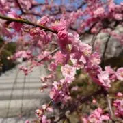 はなの画像
