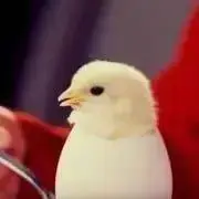 ぴよちゃんの画像