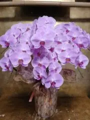 morimoriの画像