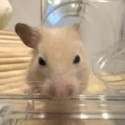 らいきの画像