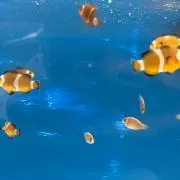 zabooon555の画像