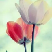 ももみかんの画像
