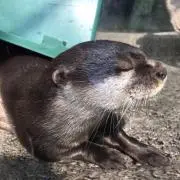 レイレイ