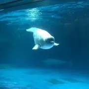 サワァイアの画像