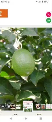 グリーンレモンの画像