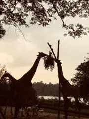 キリンの画像