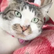 たまあら