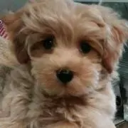 ♡мока♡
