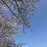 いなほ