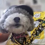ハヤチルみぃーちゃん