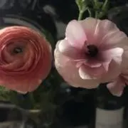 あまおう