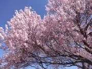 まるこ4747の画像