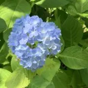 オパールの画像