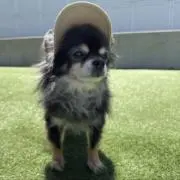 ごんたママの画像
