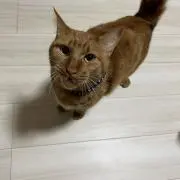 ネコ