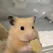 るびー
