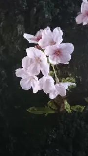 あんずの画像