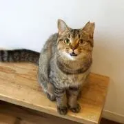 あやめ