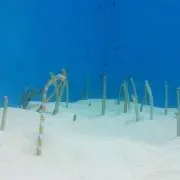 ミニミニの画像