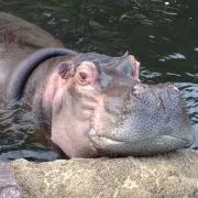 かばこ