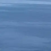 タルトフラッシュ