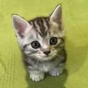 ＊sの画像