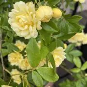 ゆーき※プロフお読みくださいの画像