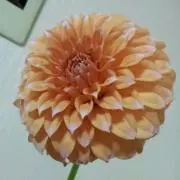 はるか