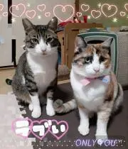 ゜✲゜*さくらん:✲゜