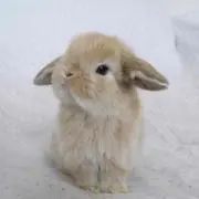なつ
