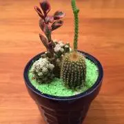 chi--☆の画像