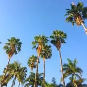 COCOの画像
