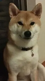 こまち