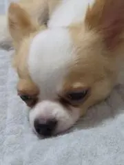 ササミの画像
