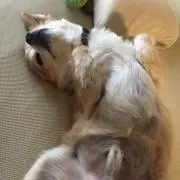 ゆうしゃ