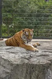 大悟
