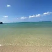 出張中のため発送は6/1になりますの画像