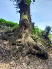 セレビィの画像