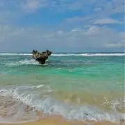 チャロスの画像