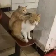 ぷかお