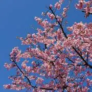 lien1230の画像