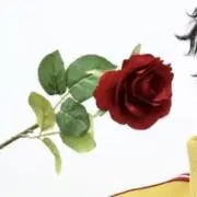 みみの画像